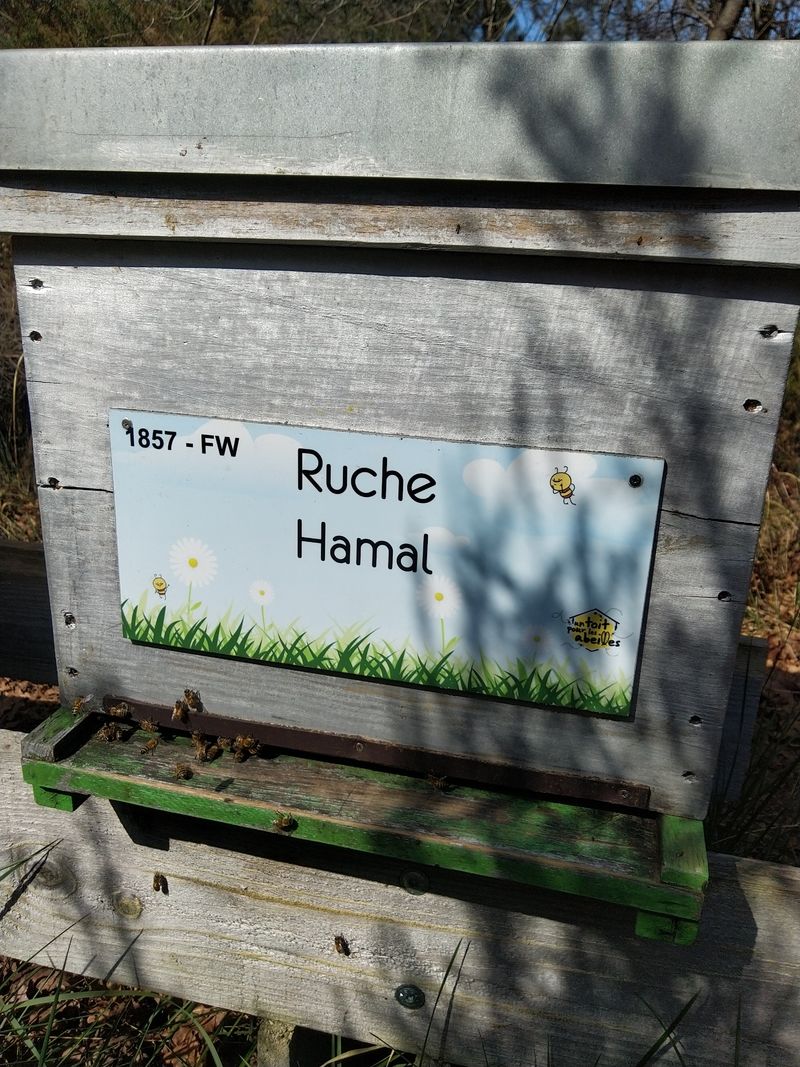 La ruche Hamal
