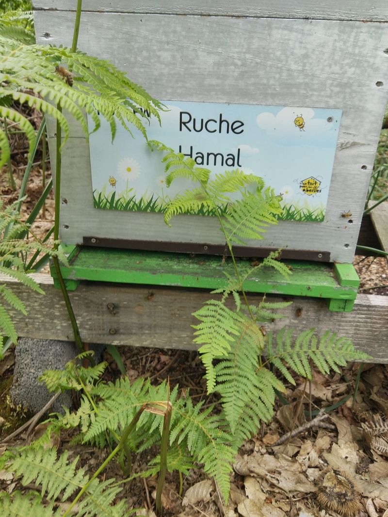 La ruche Hamal