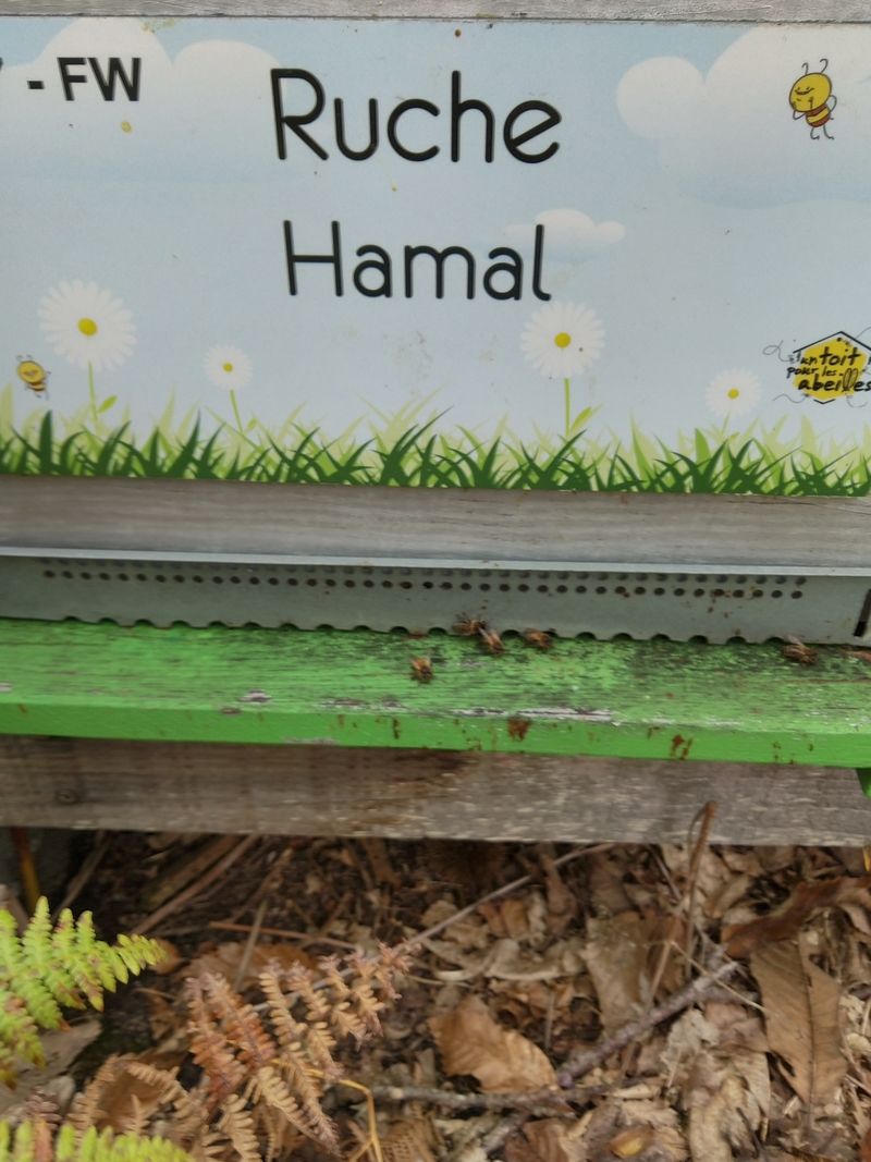La ruche Hamal