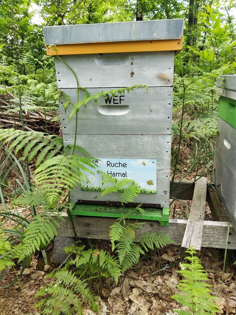 La ruche Hamal
