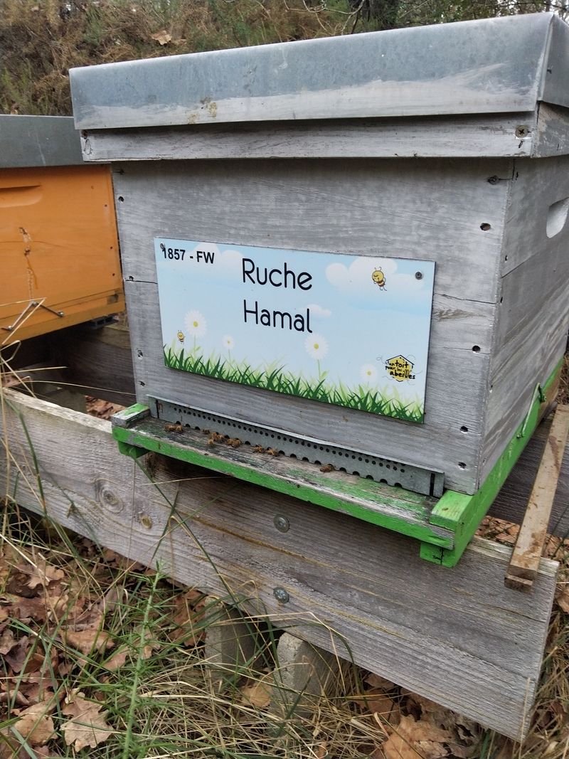 La ruche Hamal