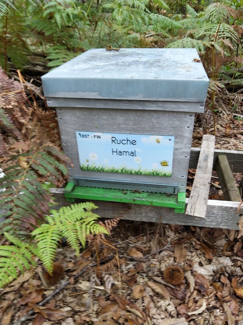 La ruche Hamal