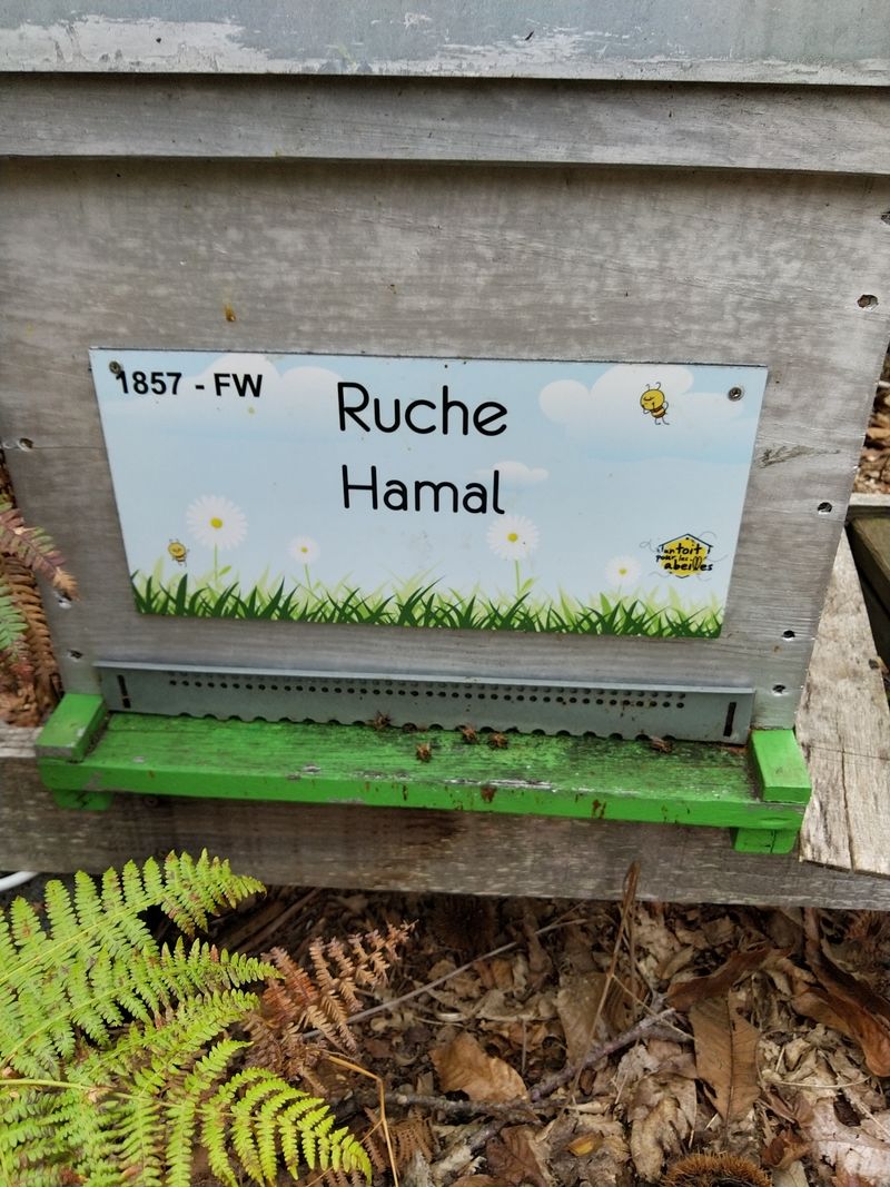 La ruche Hamal