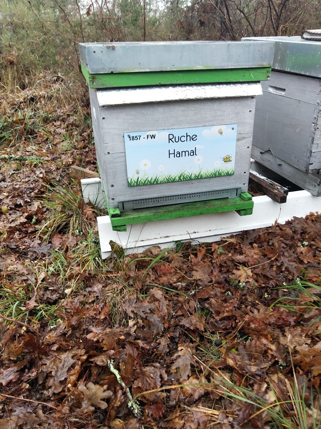 La ruche Hamal
