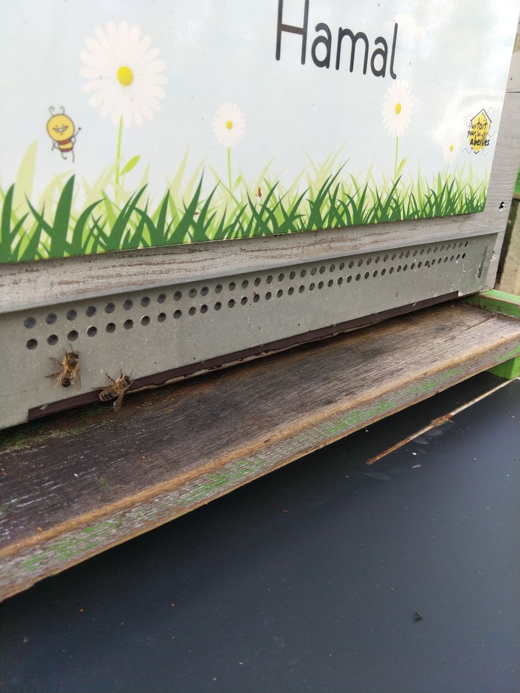 La ruche Hamal