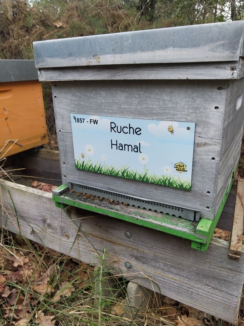 La ruche Hamal