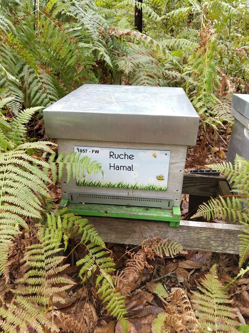La ruche Hamal