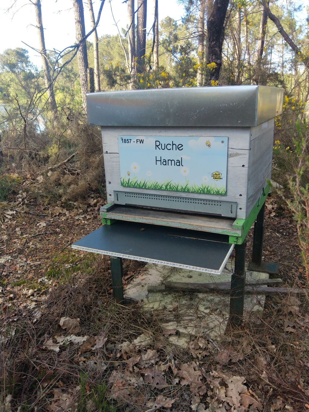 La ruche Hamal