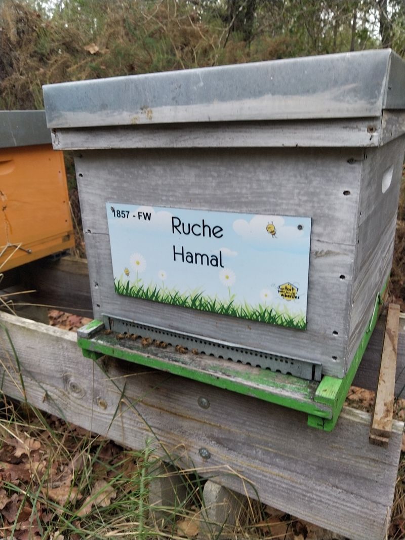 La ruche Hamal