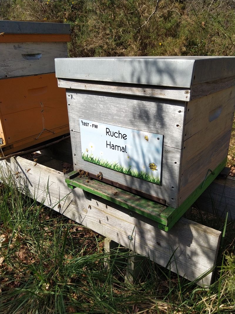 La ruche Hamal