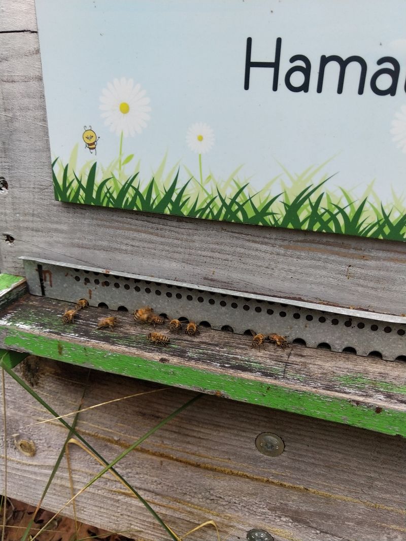 La ruche Hamal