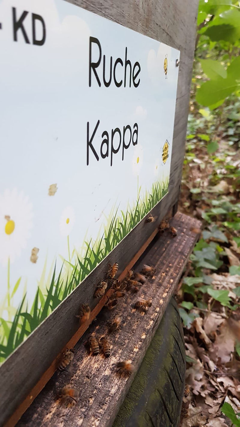 La ruche Kappa 