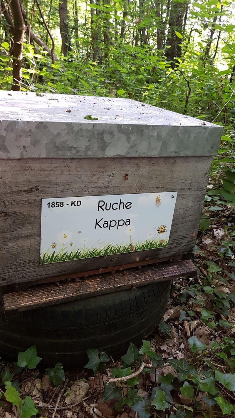 La ruche Kappa 