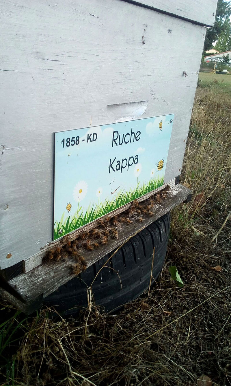 La ruche Kappa 