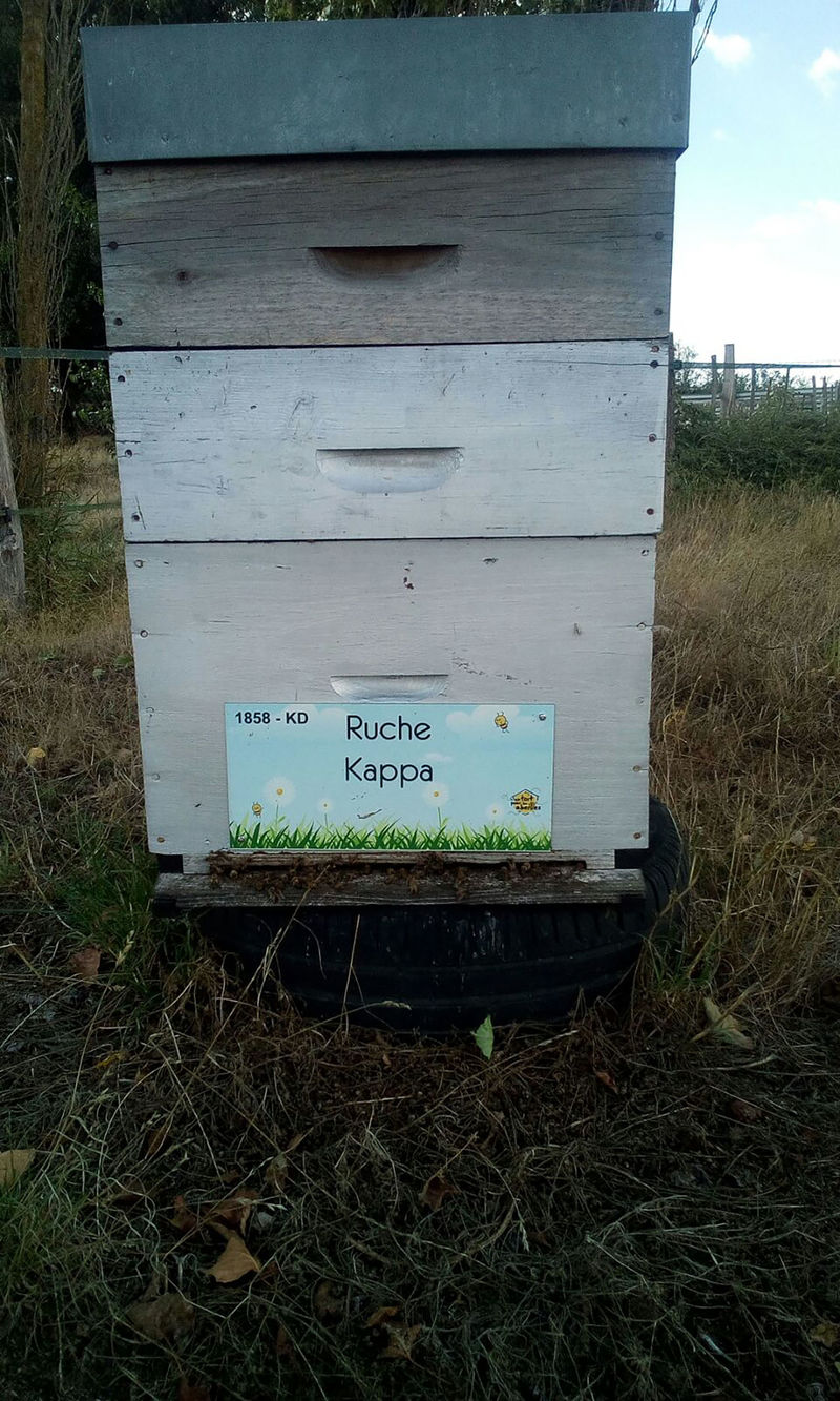 La ruche Kappa 