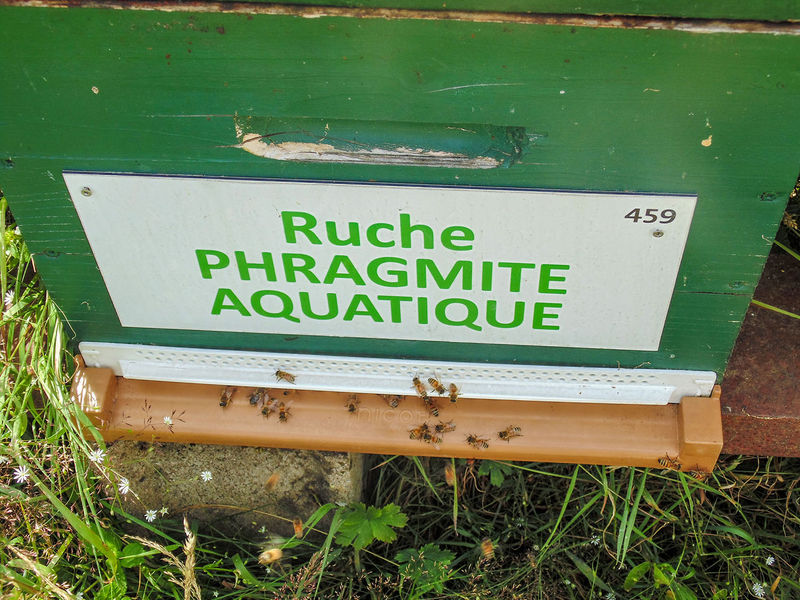 La ruche Phragmite aquatique