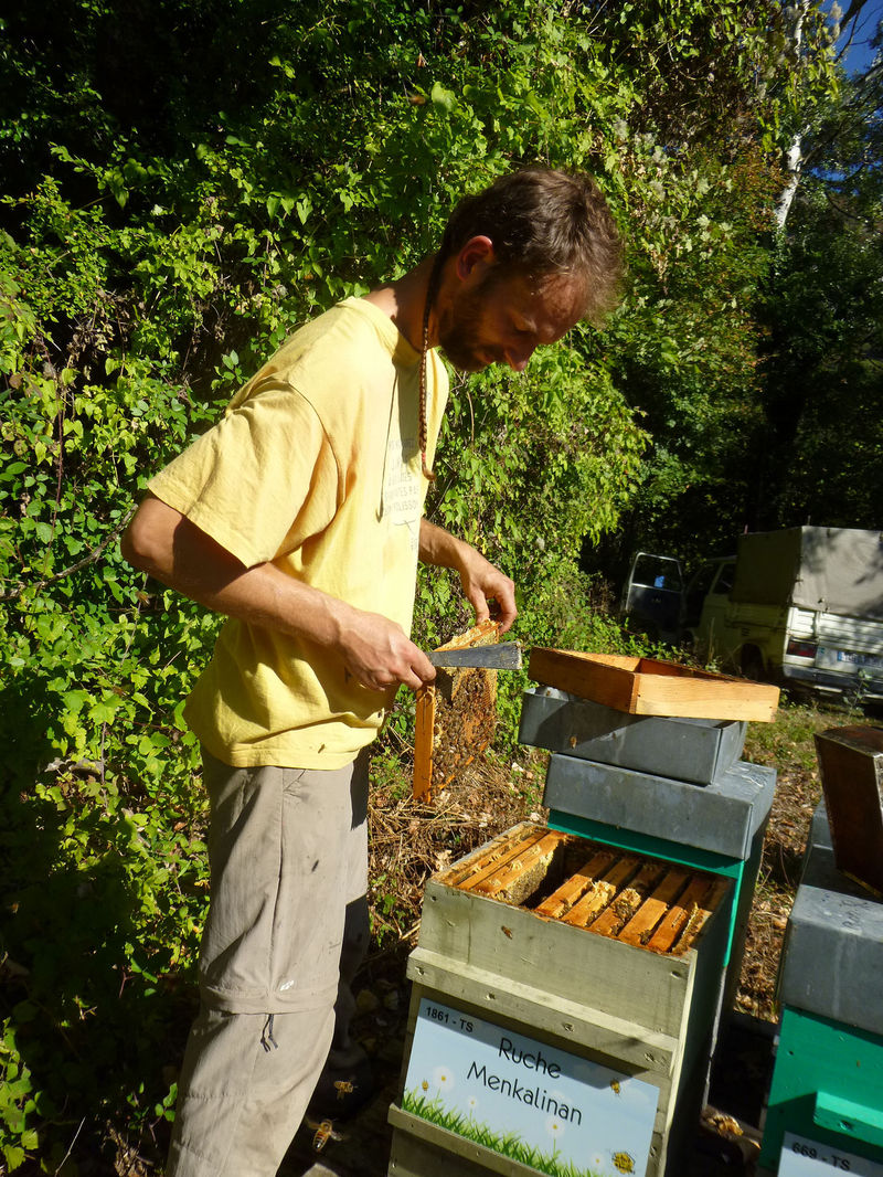 La ruche Menkalinan