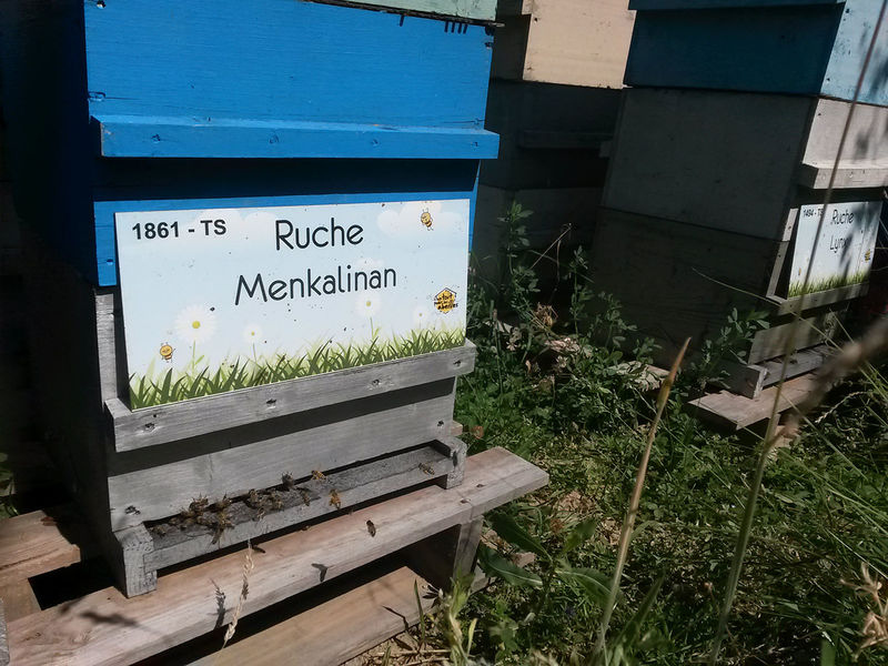 La ruche Menkalinan