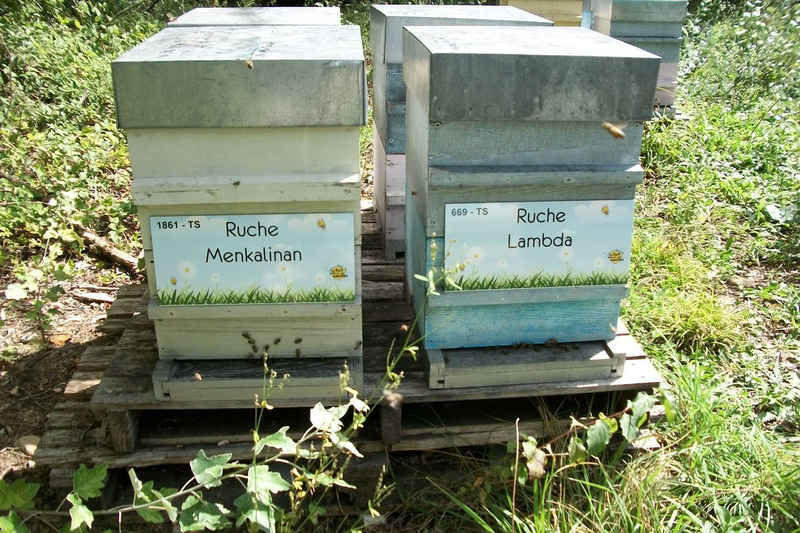 La ruche Menkalinan