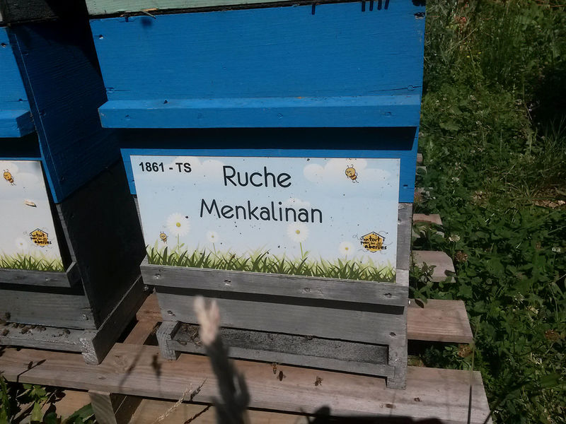 La ruche Menkalinan