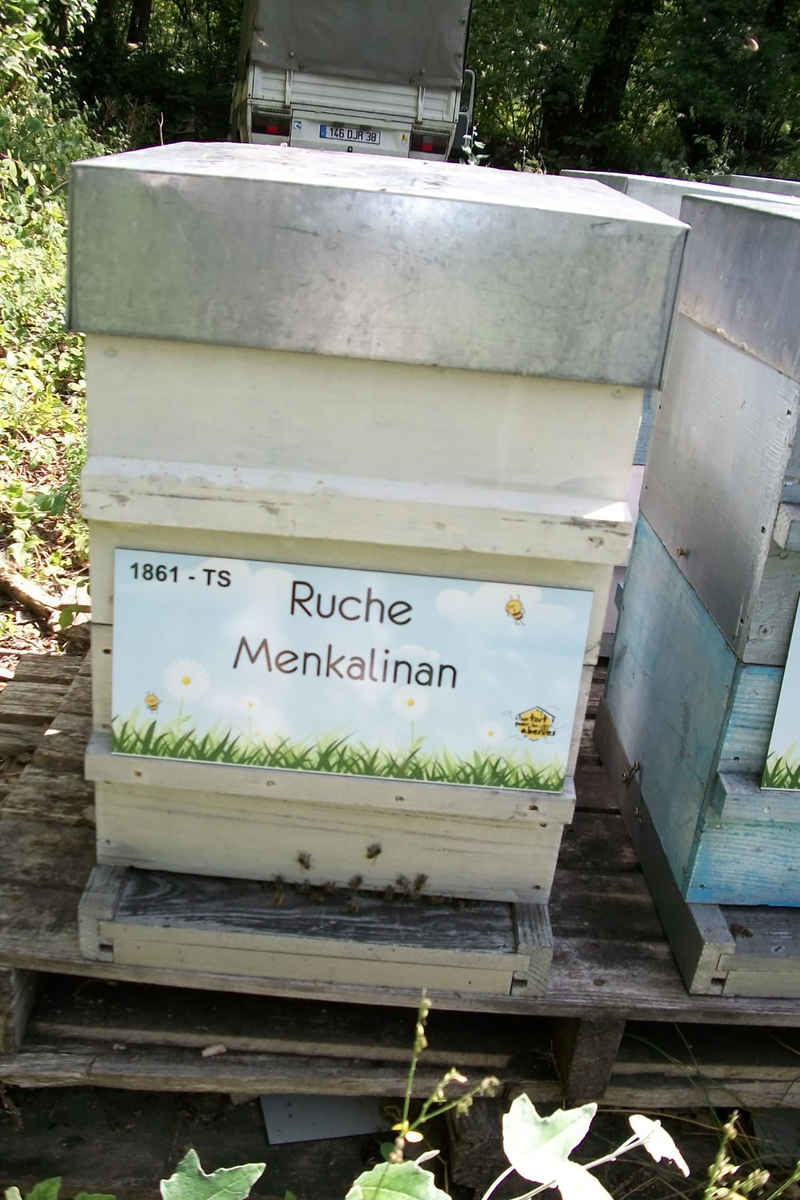 La ruche Menkalinan