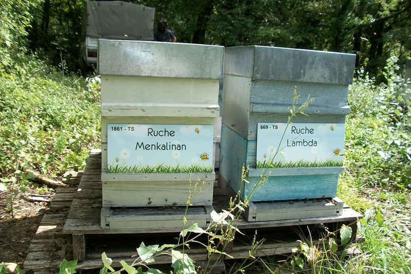 La ruche Menkalinan