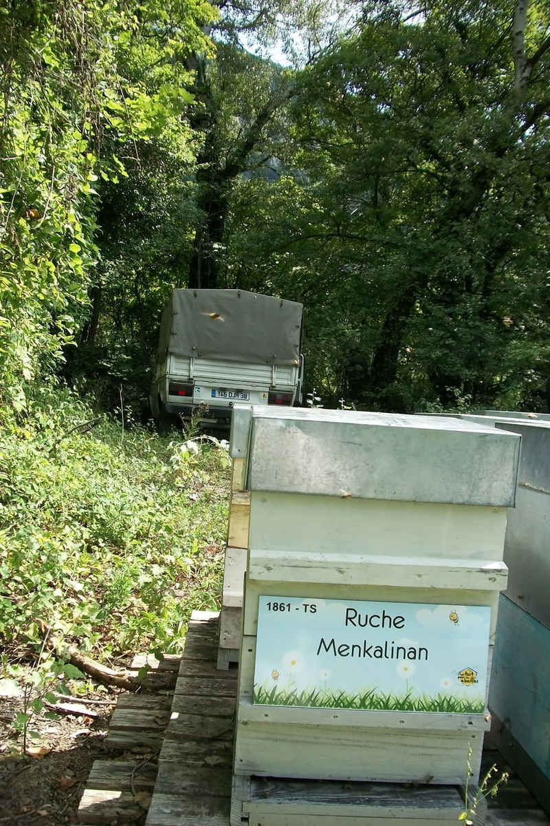 La ruche Menkalinan