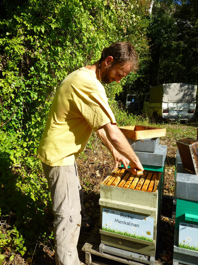 La ruche Menkalinan