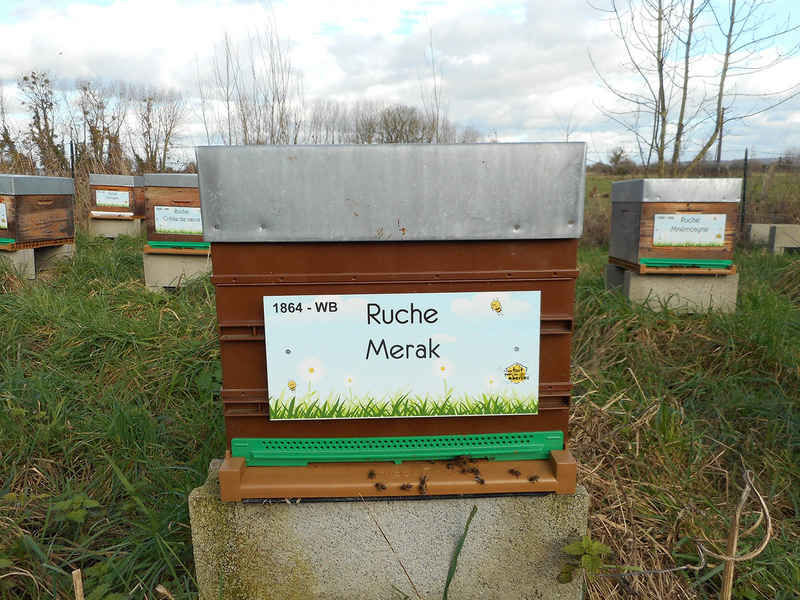La ruche Merak