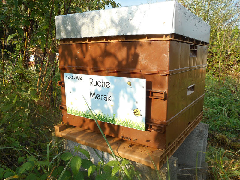 La ruche Merak