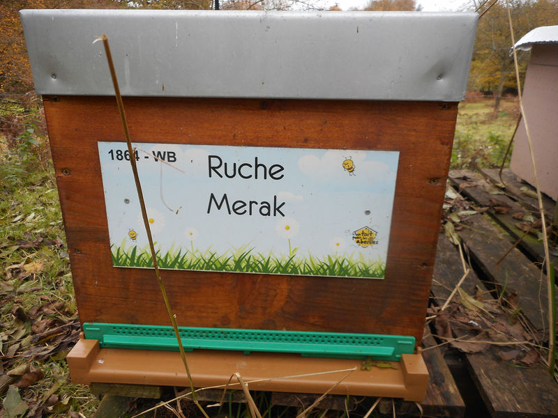 La ruche Merak