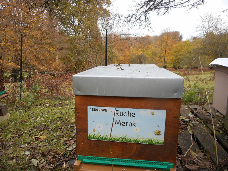 La ruche Merak