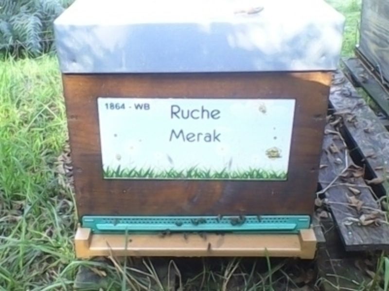 La ruche Merak