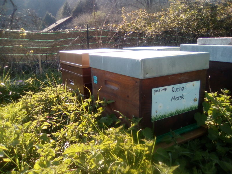 La ruche Merak
