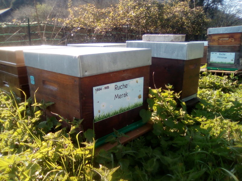 La ruche Merak