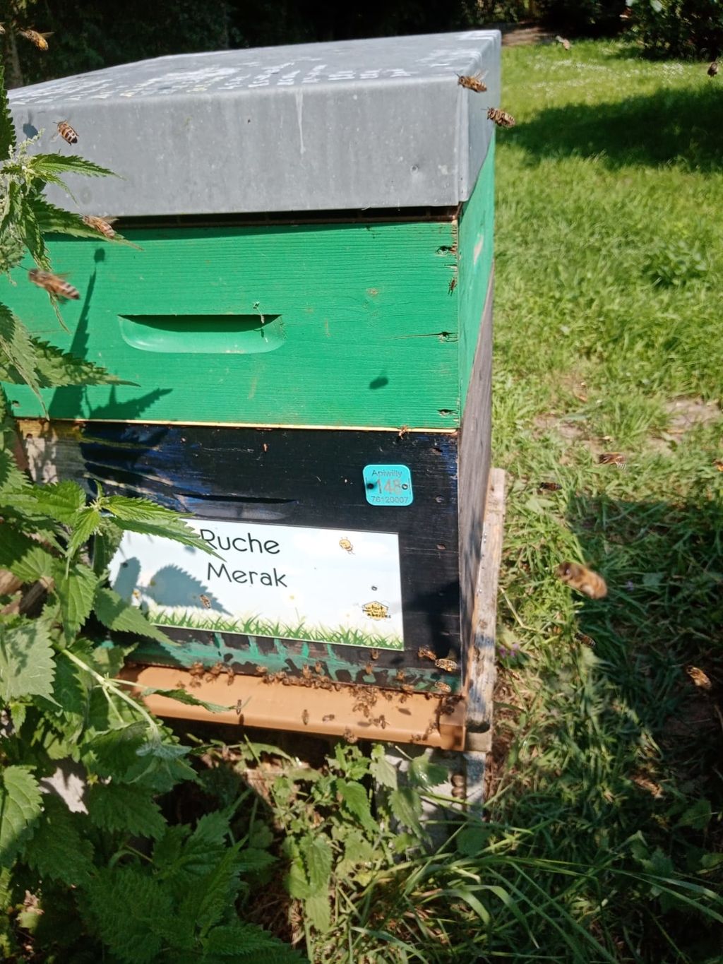 La ruche Merak