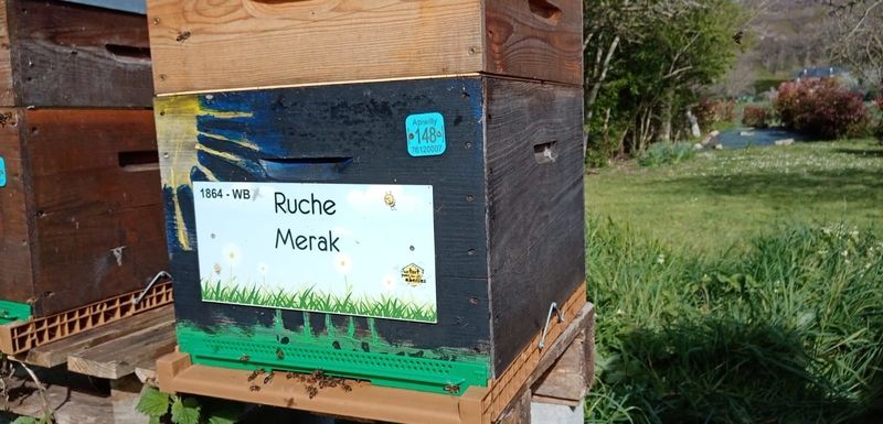 La ruche Merak