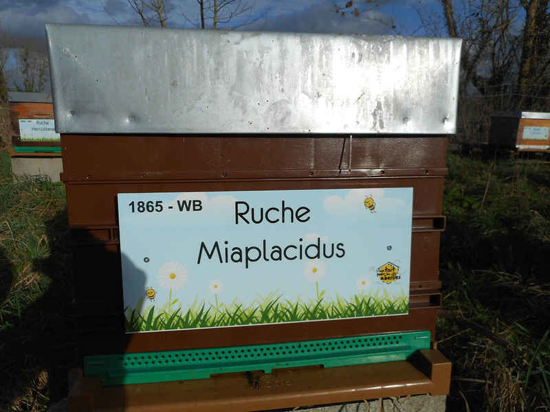 La ruche Miaplacidus