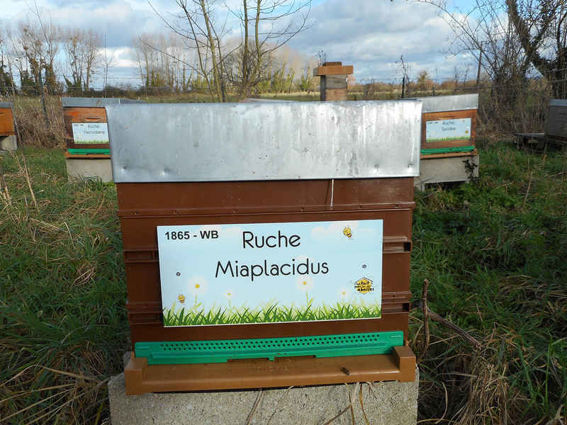 La ruche Miaplacidus