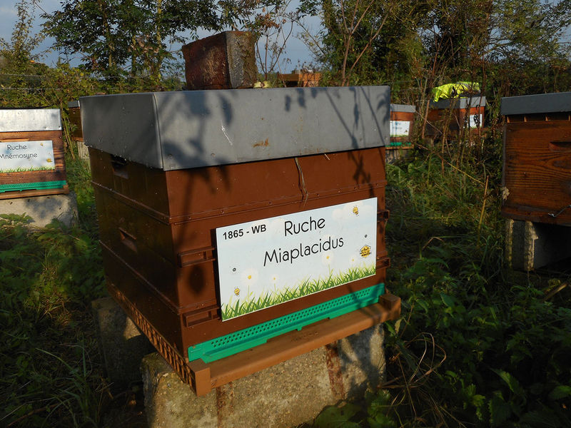 La ruche Miaplacidus