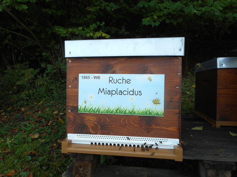 La ruche Miaplacidus