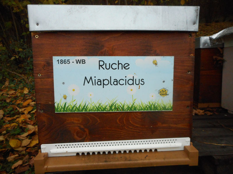 La ruche Miaplacidus