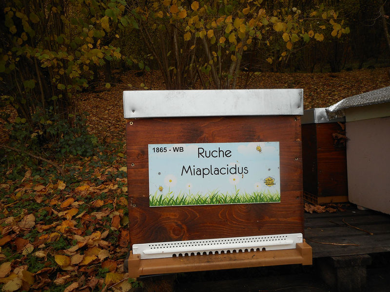 La ruche Miaplacidus