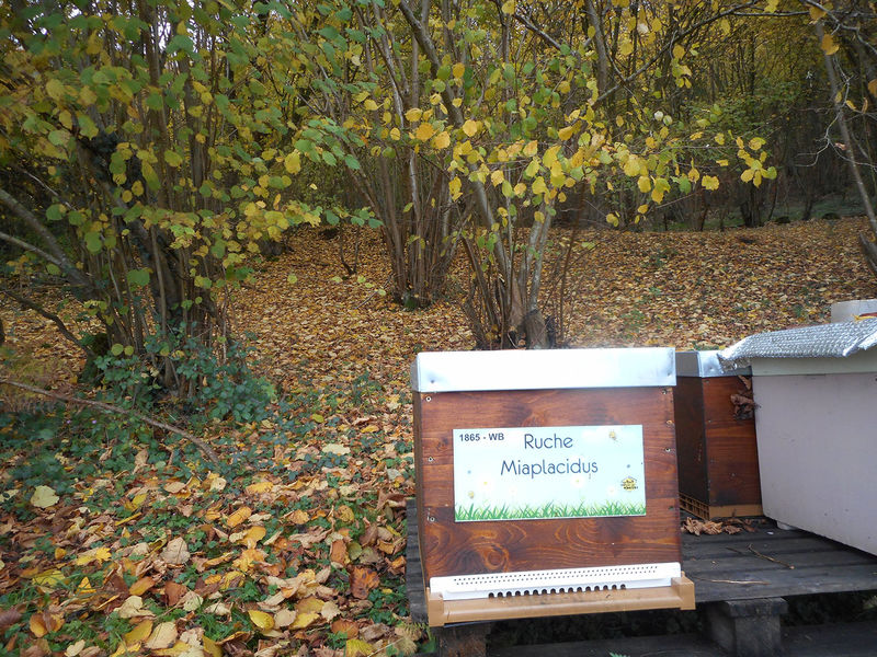 La ruche Miaplacidus