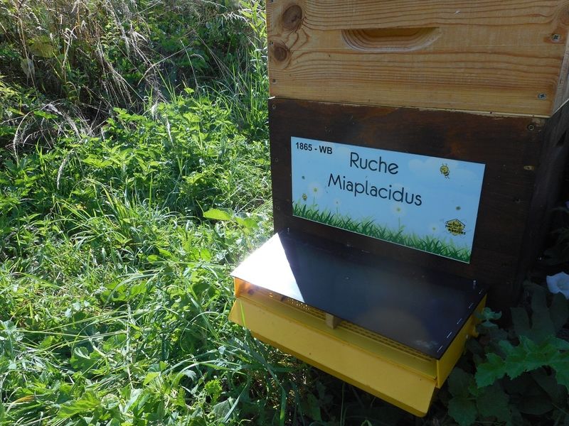 La ruche Miaplacidus