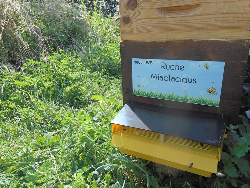 La ruche Miaplacidus