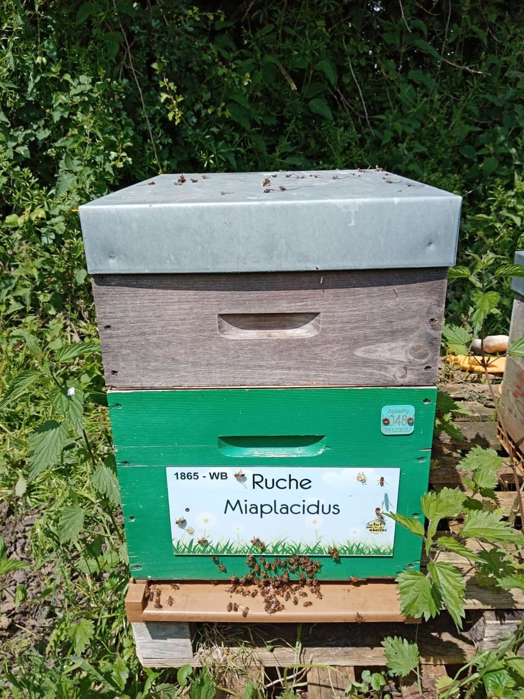 La ruche Miaplacidus