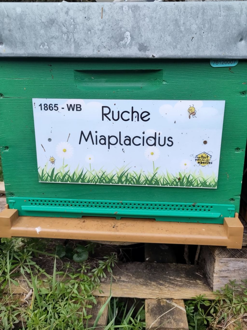 La ruche Miaplacidus