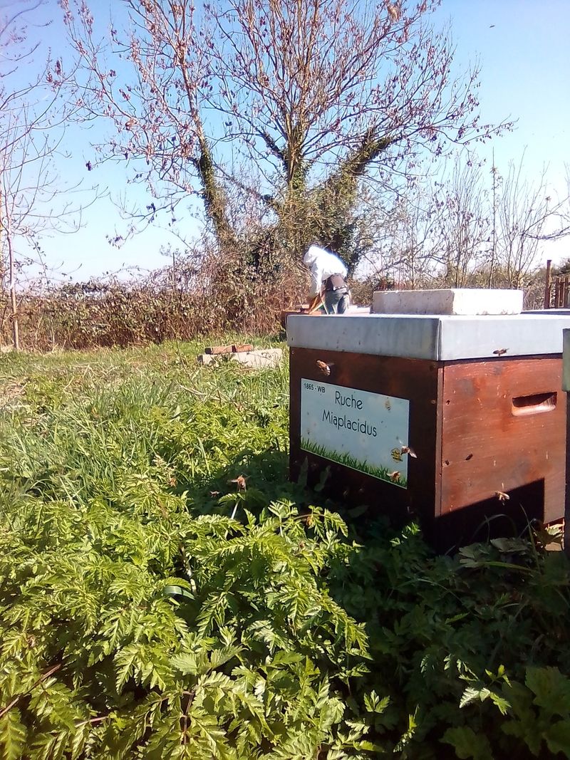La ruche Miaplacidus