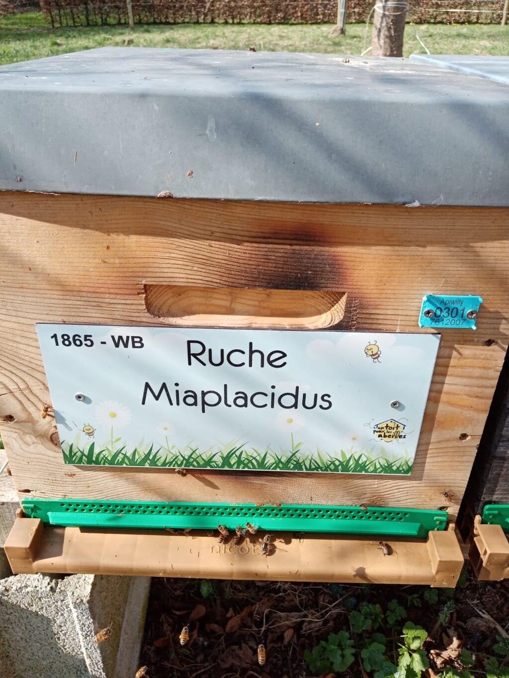 La ruche Miaplacidus